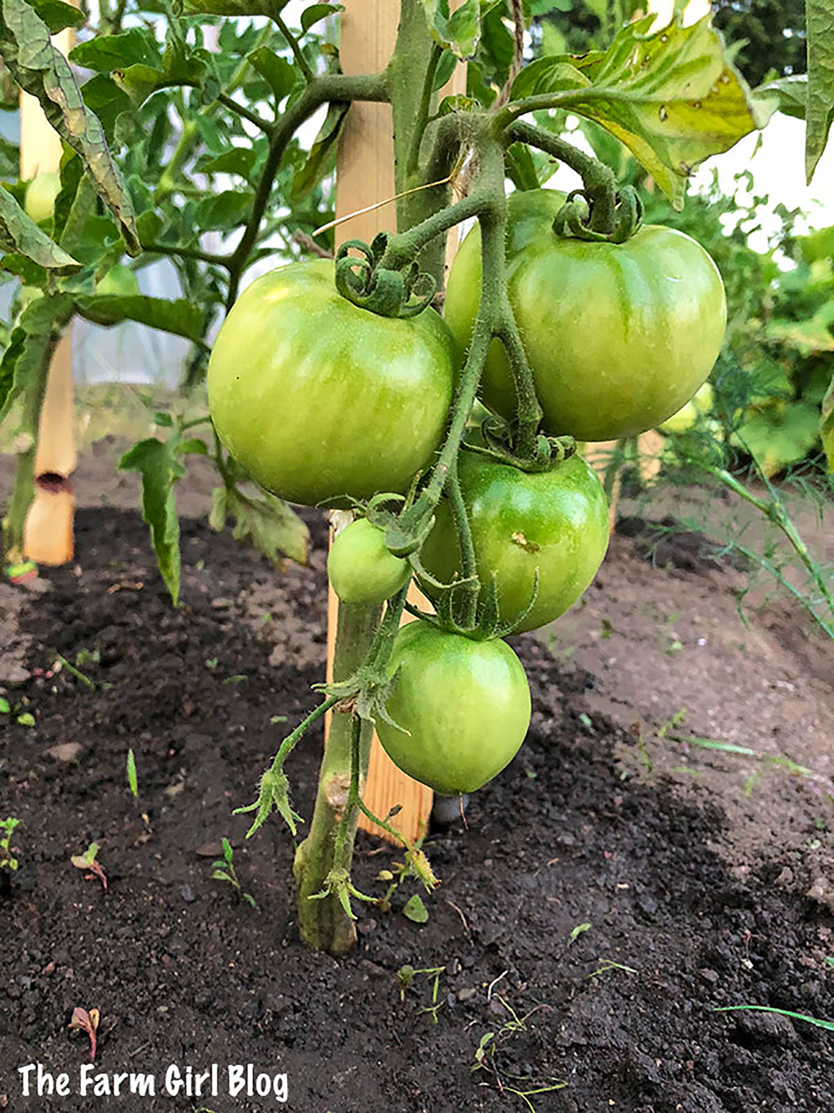 Watering tomato plants properly is essential for growing plants. Unfortunately, it's one of the gardening techniques that many people get wrong.