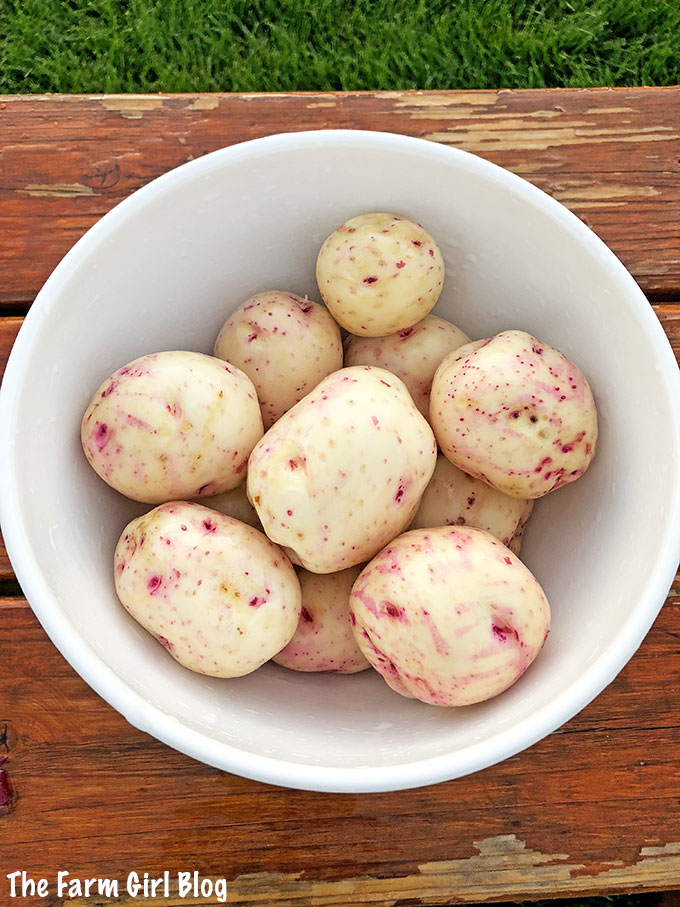 backyard gardening, scraping potatoes video tutorial, garden potatoes, gardening, gardening blogger, homegrown potatoes, How to Scrape off the Skins of the Young Red Potatoes, red potatoes, scraping potato using knife by hand, scraping red potatoes by hand, young red potatoes