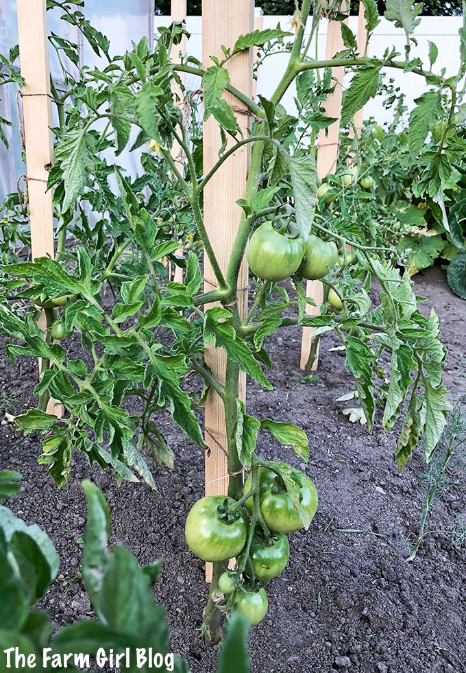backyard gardening, gardening, how to prune the tomato plant, How to Prune Tomato plants, how to snap tomato suckers, pinching off tomato suckers, snapping off the extra tomato leaves