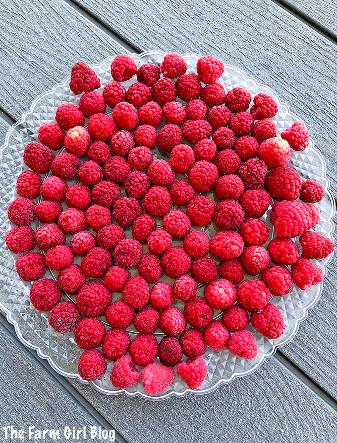 backyard gardening, berry garden, berry gardening, clean eating, freezing homegrown raspberries, gardening blogger, homegrown is the best, homegrown raspberries, How to Freeze and Store Raspberries