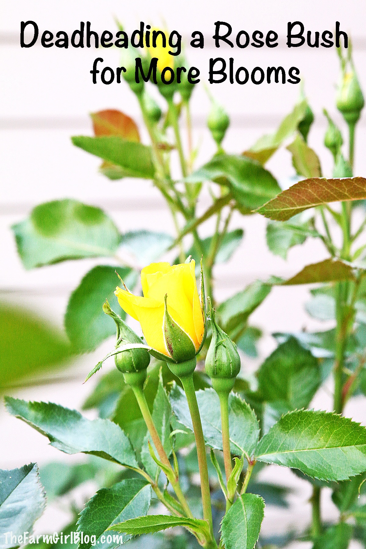 In this post, you will learn how and why Deadheading a Rose Bush for More Blooms is very important to do. It is much easier than Pruning a Rose Bush in the Springtime. I prefer to do this process on a weekly basis to ensure my rose bushes continue to delight us with beautiful blooms throughout the summer. #deadheading #summerpruning #rosebloomspruning #thefarmgirlblog