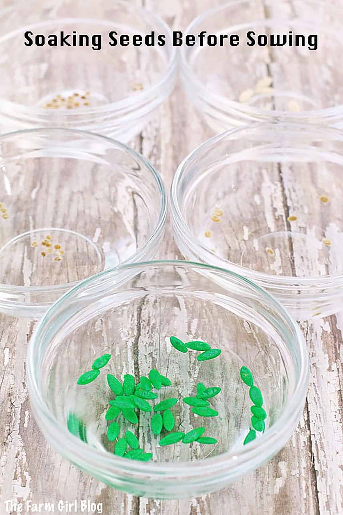 Soaking seeds before sowing is an old-time gardener's trick that you may not know about! It's a common practice among gardeners and farmers that can help to improve the chances of successful germination and even improve overall plant growth!