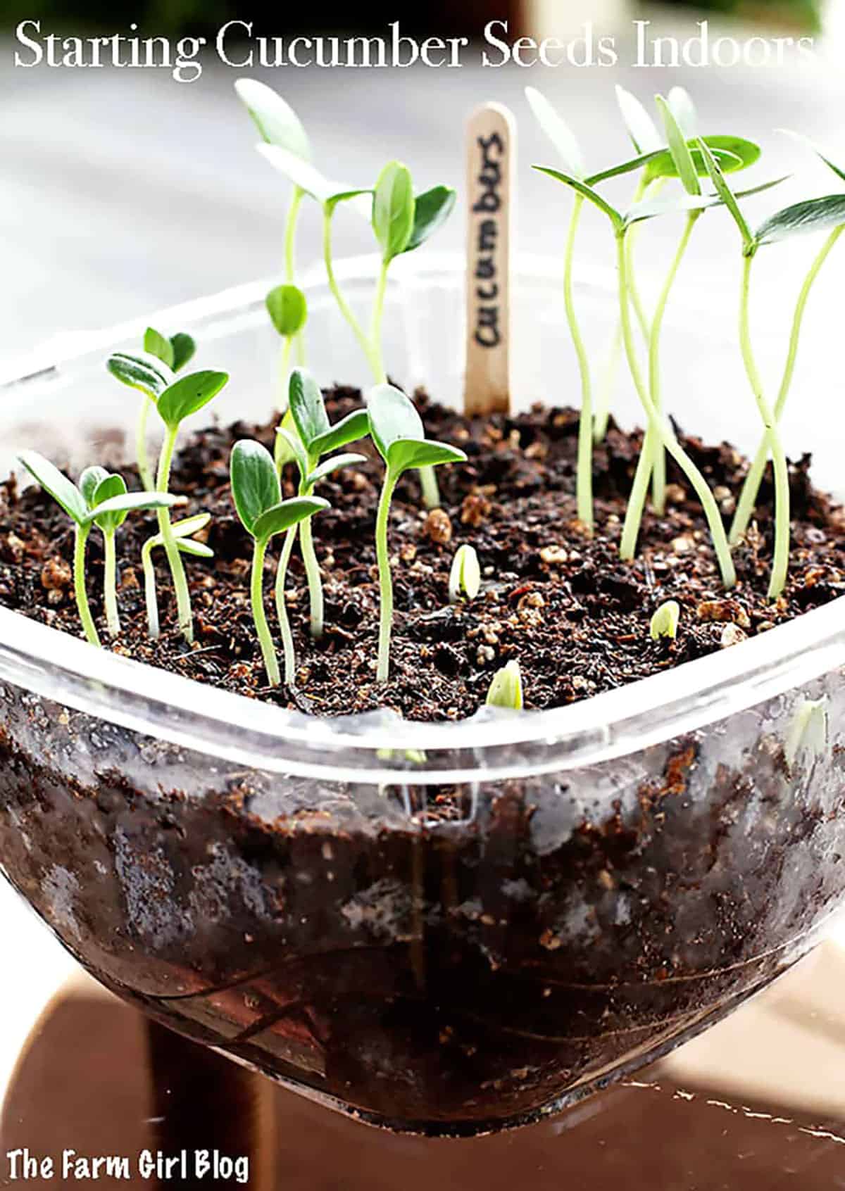 Nine days later after planting the longer cucumber plants were the white seeds and the shorter ones were the green-coated seeds. 