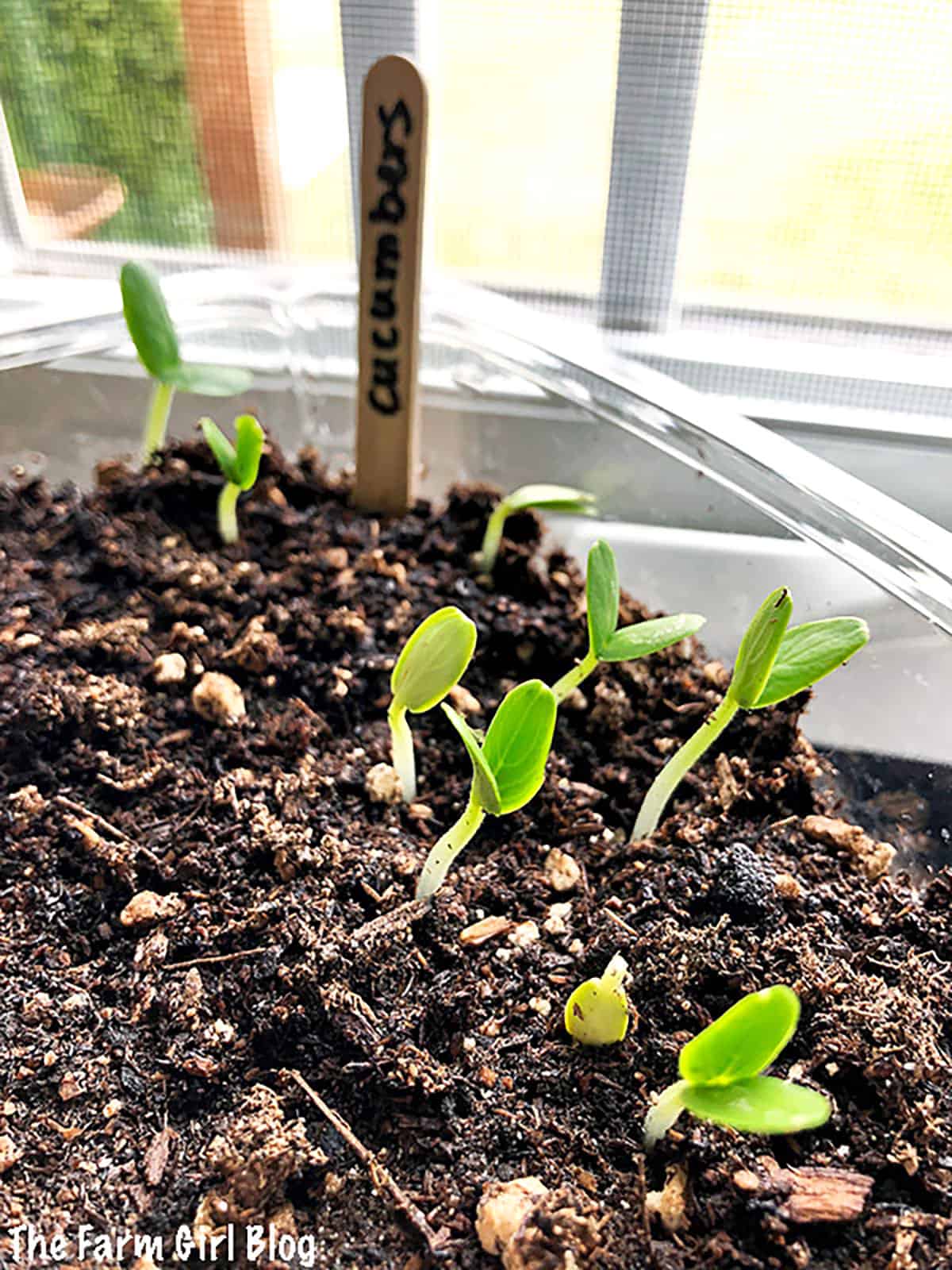 Five days later after planting the white seeds, cucumbers sprouted and the green-coated ones did not. 