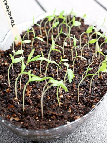 Tomato plants are one of the easiest vegetables to start growing indoors from seeds.
