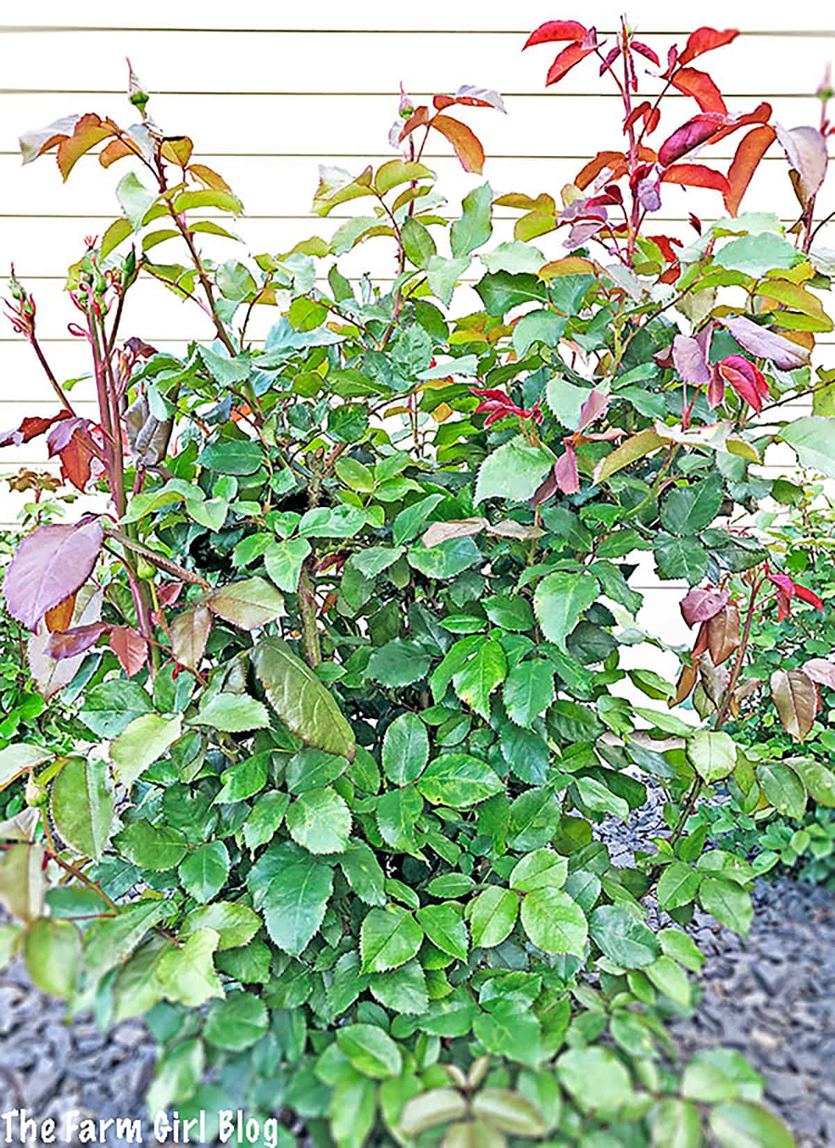 Weak, thin stems are often the result of poor nutrition or disease. By removing them, you are encouraging the rose bush to put its energy into developing stronger, healthier stems that will produce more flowers.