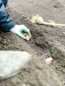 Planting Garlic In The Fall: Why and How To Do It